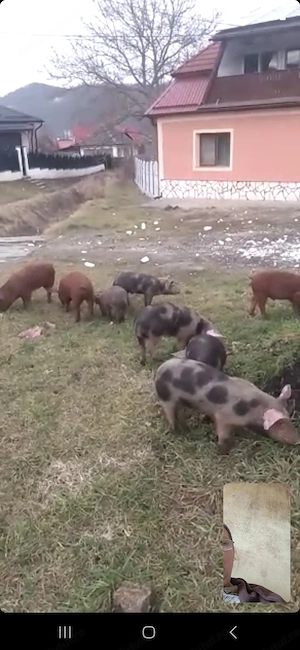 Vind porci rasa Duroc  - imagine 4