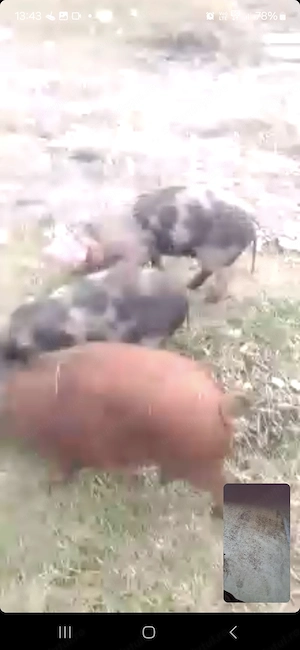 Vind porci rasa Duric.