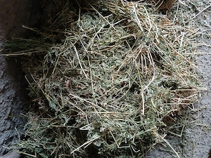 vînd baloți mici de lucernă