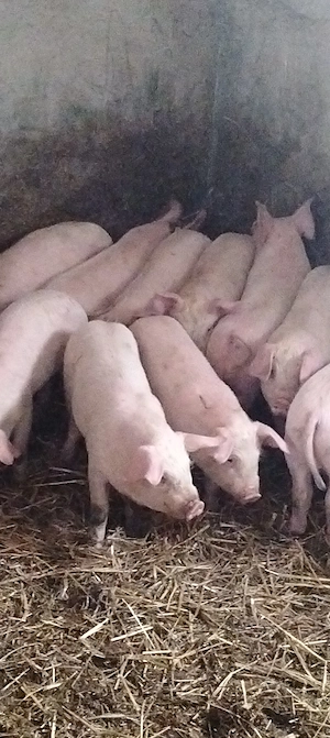 Purcei de 10 săptămâni,20-25 kg - imagine 2