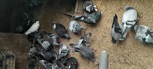 Porumbei voiajori inelati 