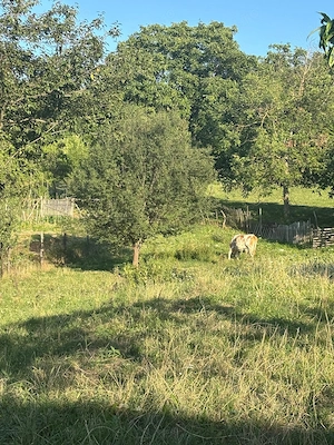 Teren și casa veche de vanzare