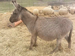 Măgarița gestantă de vânzare  - imagine 2