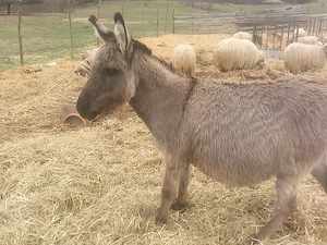Măgarița gestantă de vânzare  - imagine 3