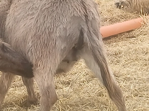 Măgarița gestantă de vânzare  - imagine 4