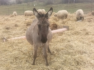 Măgarița gestantă de vânzare 