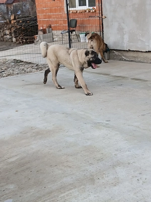 Catei originali kangal  - imagine 5