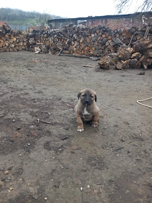 Catei originali kangal  - imagine 2