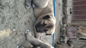 Catei originali kangal  - imagine 4