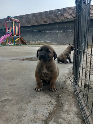 Catei originali kangal 