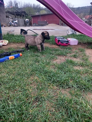 Catei originali kangal  - imagine 3