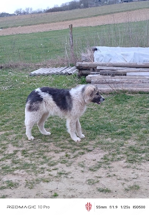 catel Ciobanesc  - imagine 3