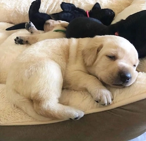 Labrador Retriver  - imagine 3