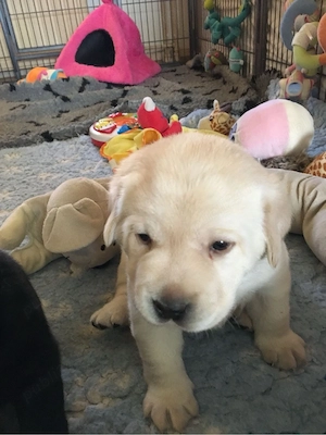 Labrador Retriver  - imagine 5