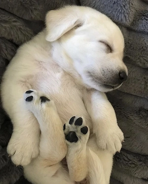 Labrador Retriver  - imagine 2