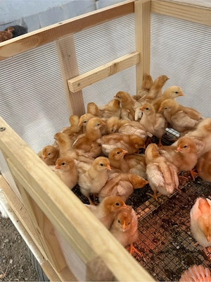 Pui Isa Brown - imagine 2