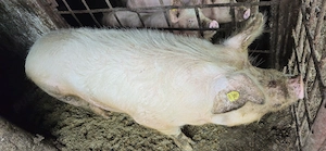 Carne de porc Oradea