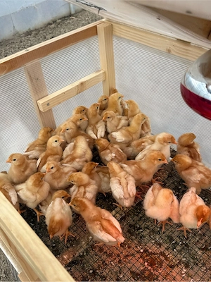 Pui Isa Brown - imagine 3