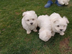 vând căței bichon - imagine 3