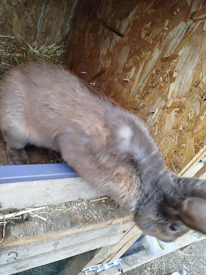 vand mascul  - imagine 4