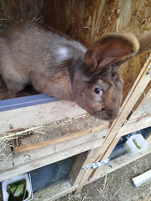 vand mascul  - imagine 5