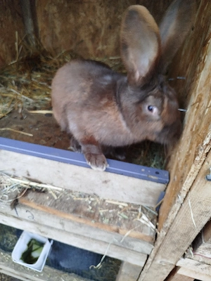 vand mascul  - imagine 3