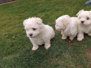 vând căței bichon - imagine 2