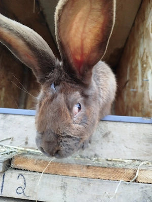 vand mascul  - imagine 2