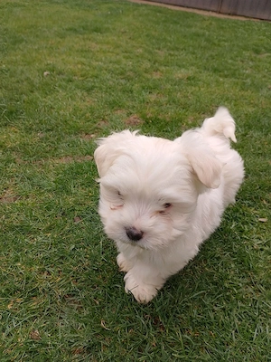 vând căței bichon - imagine 4