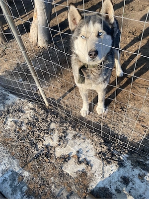 Donez caine Husky - imagine 2