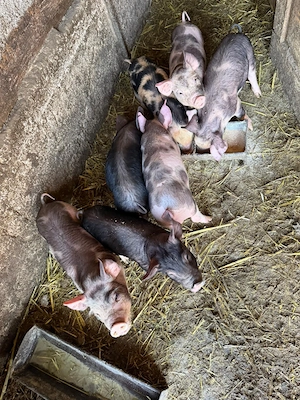 Purcei detalii la telefon