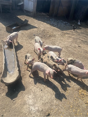 Vand purcei  - imagine 2