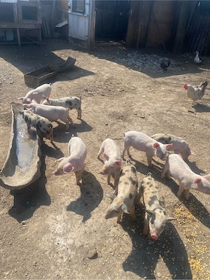 Vand purcei  - imagine 3