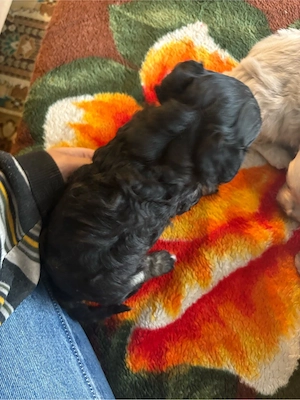 vand catel  - imagine 2