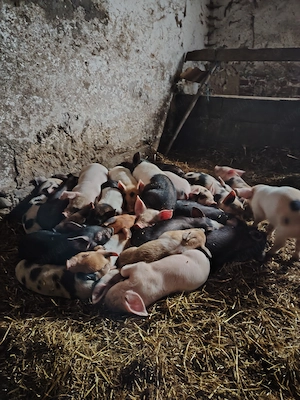 Vând purcei de 9 săptămâni  - imagine 3