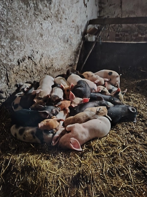 Vând purcei de 9 săptămâni  - imagine 2