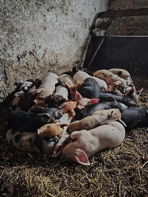 Vând purcei de 9 săptămâni 