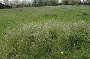 Teren de vânzare Teleorman 