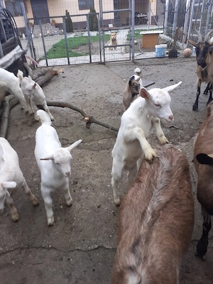 iezi pentru Paște  - imagine 2