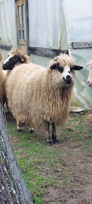 Vând OAIE (noatină) - imagine 4