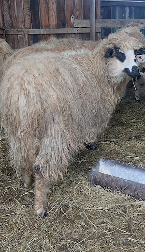 Vând OAIE (noatină) - imagine 2