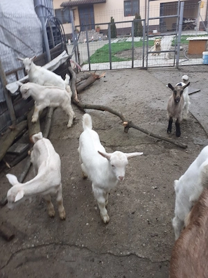 iezi pentru Paște  - imagine 3