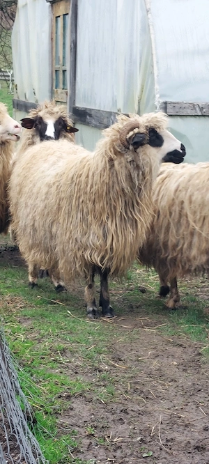 Vând OAIE (noatină) - imagine 3