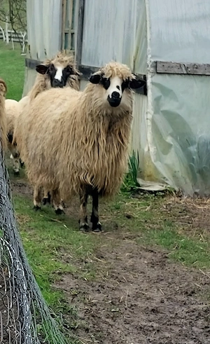 Vând OAIE (noatină)