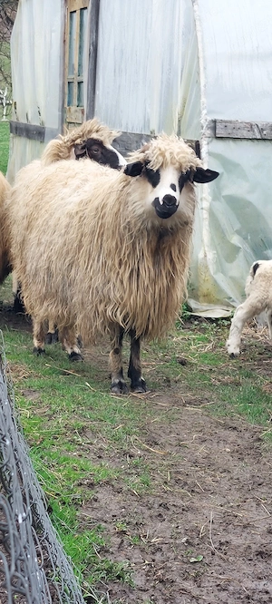 Vând OAIE (noatină) - imagine 5