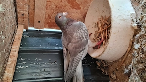 Porumbei voiajori culori rare  - imagine 3