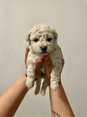 maltipoo 6 spatamanii poze reale  - imagine 3