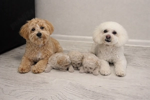 maltipoo 6 spatamanii poze reale  - imagine 4