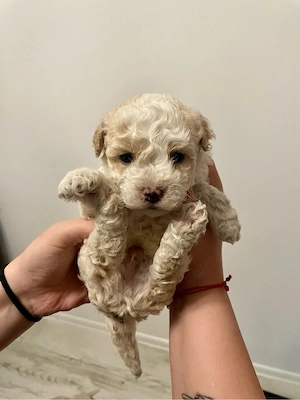 maltipoo 6 spatamanii poze reale  - imagine 2