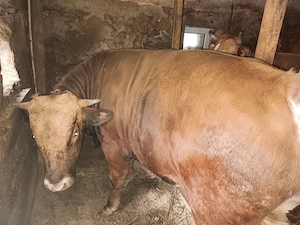 Tauraș de vânzare  - imagine 3